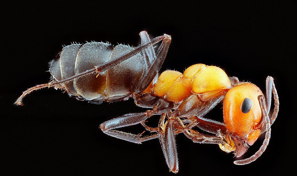 Ant Control service in Summerville, SC