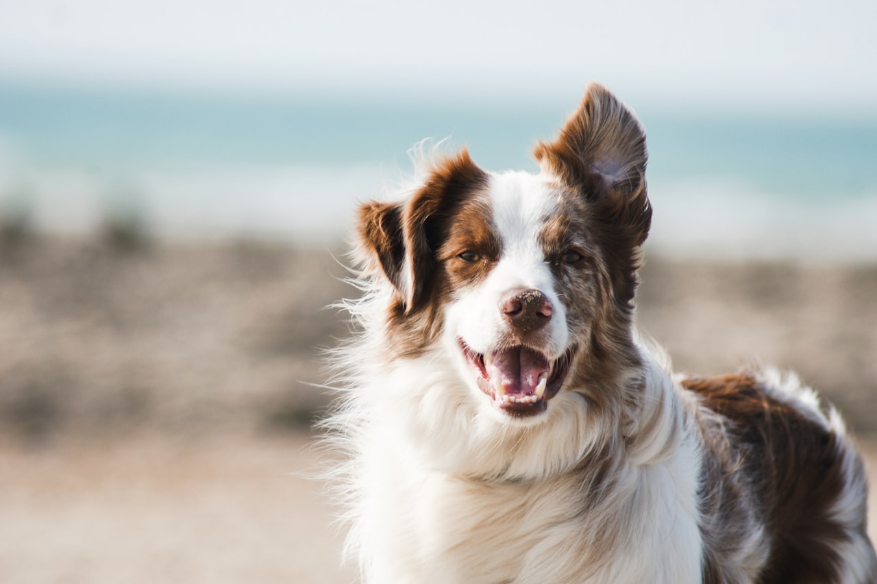 Flea & Tick Control service in Summerville, SC