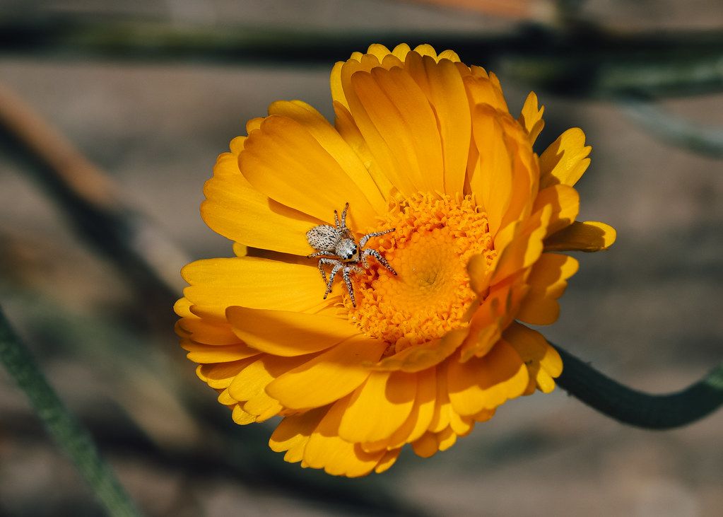 Spider Control service in Summerville, SC